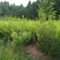 脆红李子树苗50~100cm