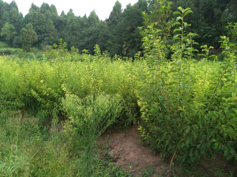 脆红李子树苗50~100cm