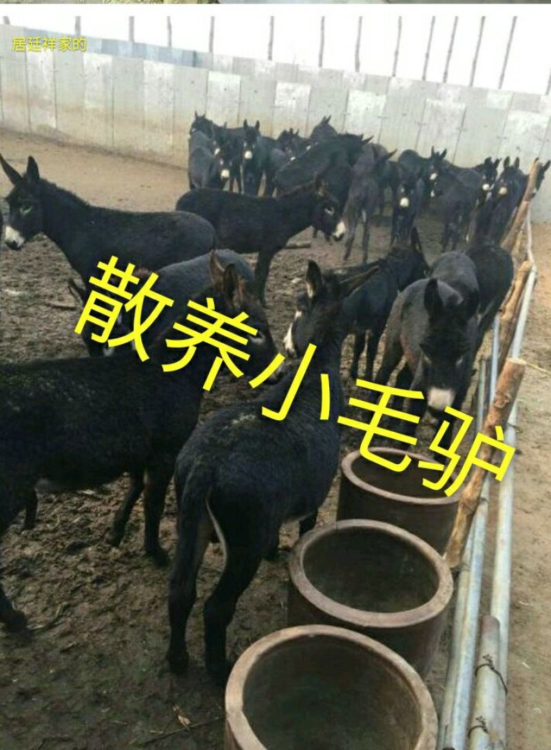 驴肉新鲜带皮驴肉6分体