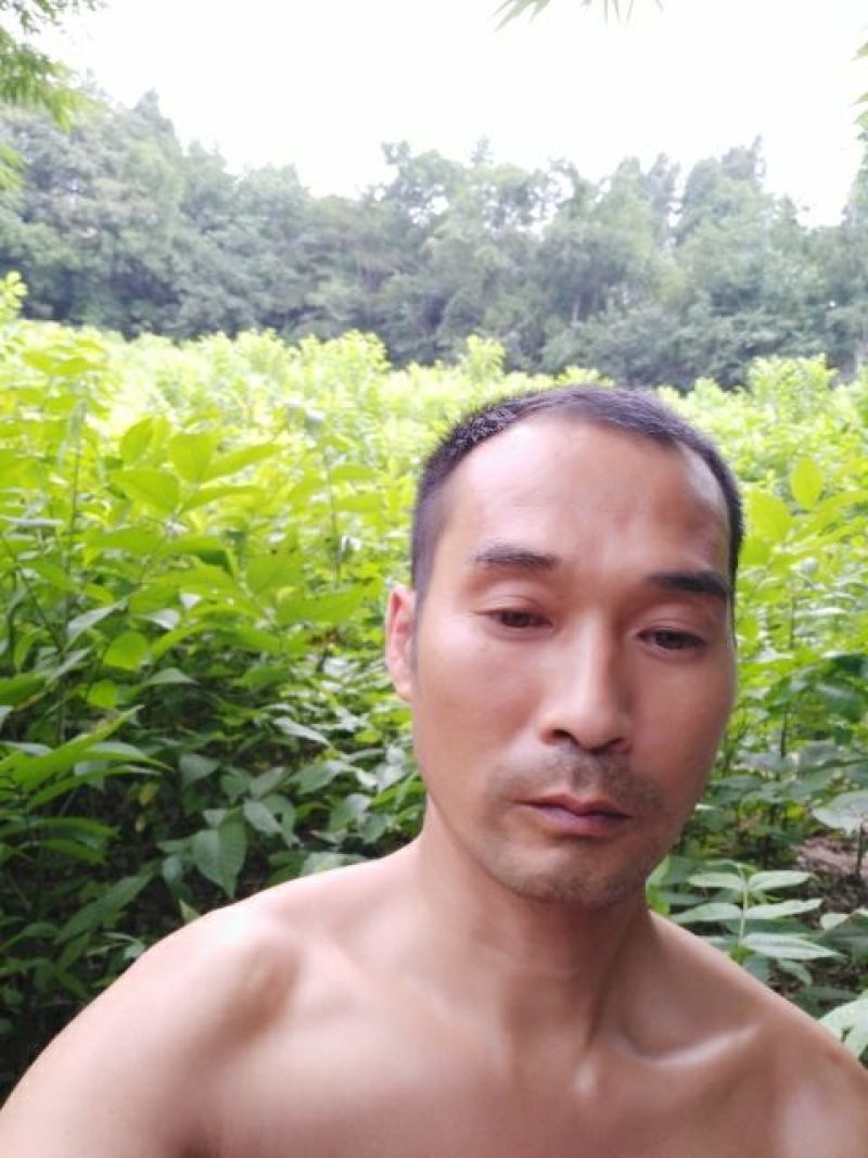 泡核桃苗1~2年50~100cm