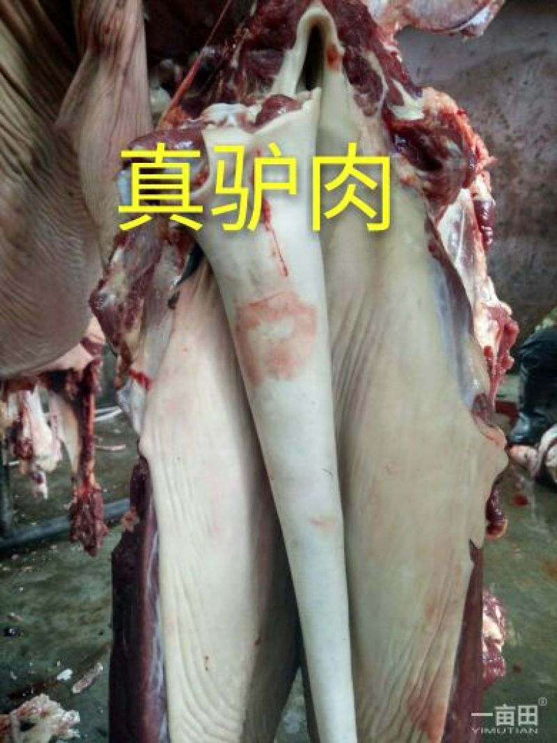 驴肉新鲜驴肉整头白条