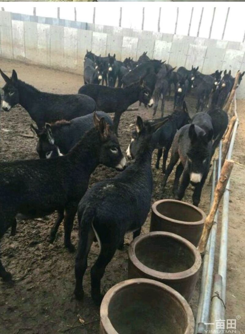 驴肉新鲜驴肉整头白条