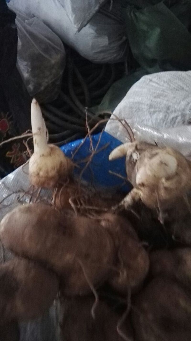 黄精中大货