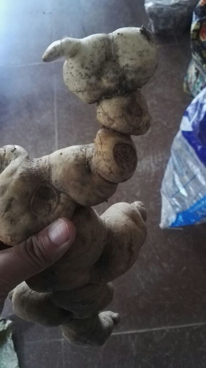 黄精中大货