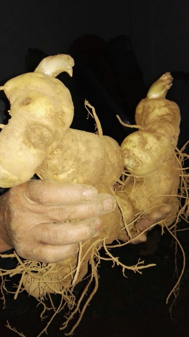 黄精中大货