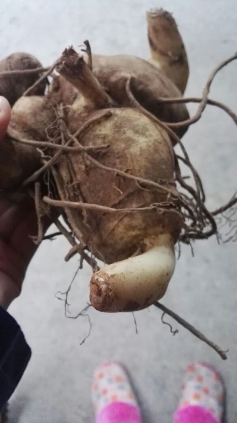 黄精中大货