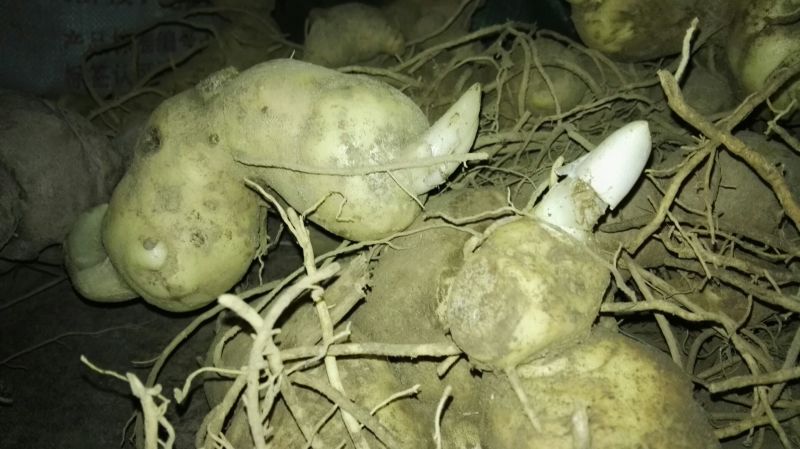 黄精中大货