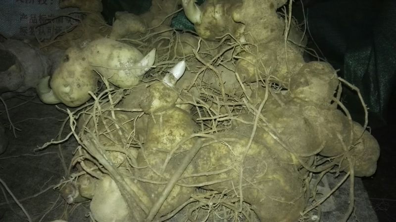 黄精中大货