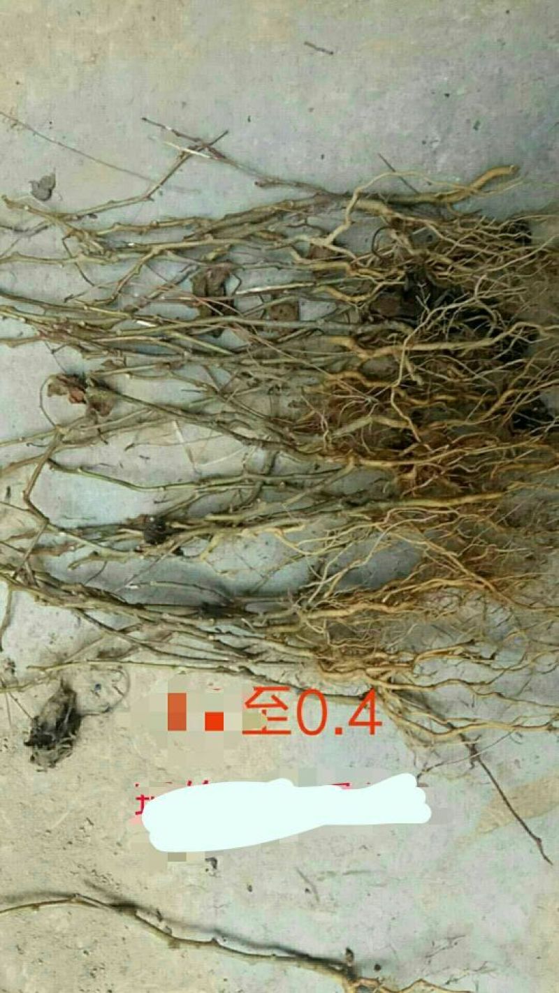 猕猴桃苗0.2~0.4cm30cm以下实生苗