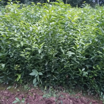 沃柑苗30~50cm