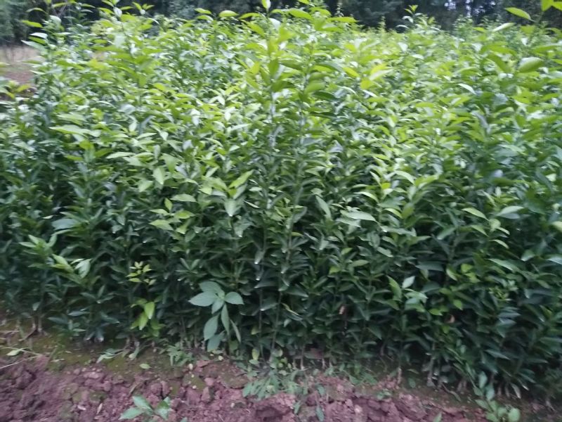 沃柑苗30~50cm