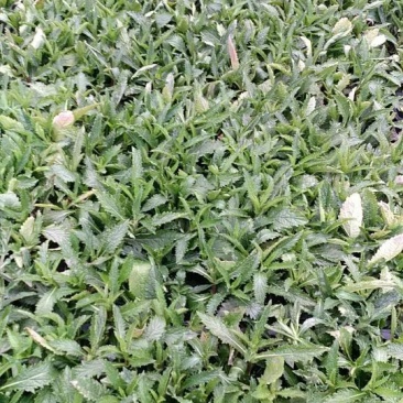 柳叶马鞭草