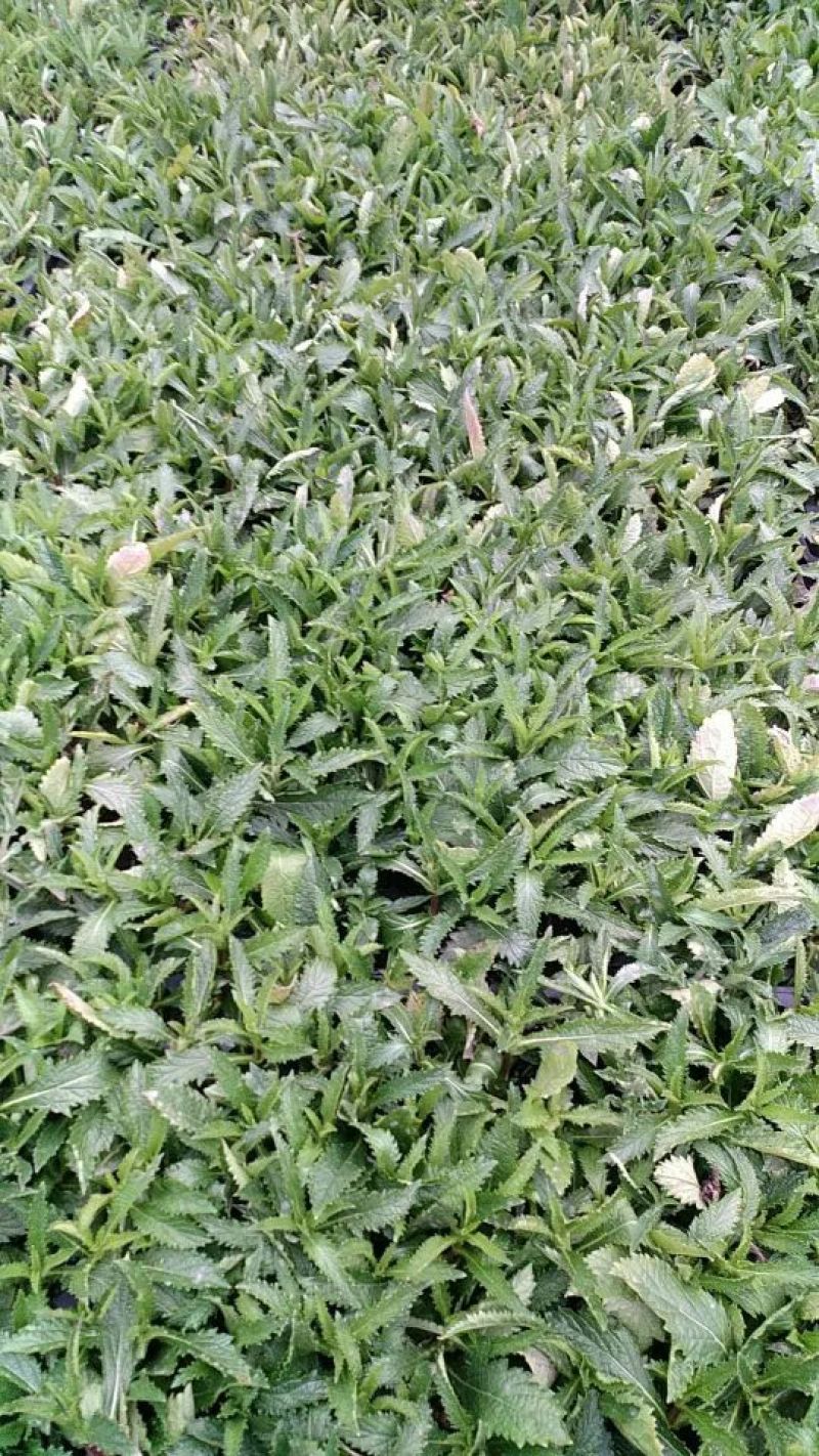 柳叶马鞭草
