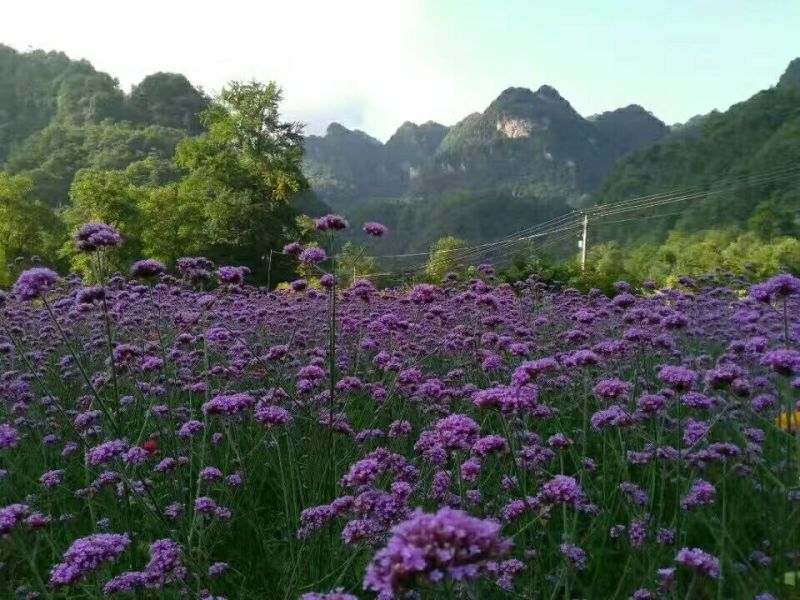 柳叶马鞭草