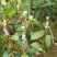 金煌芒树苗1~1.5m