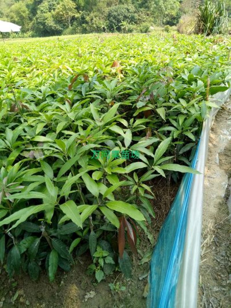 金煌芒树苗1~1.5m