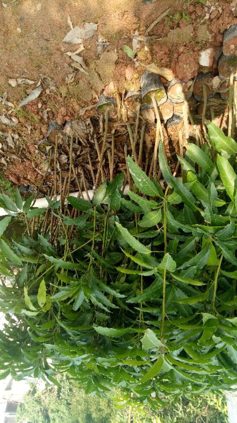金煌芒树苗1~1.5m