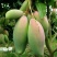 金煌芒树苗1~1.5m
