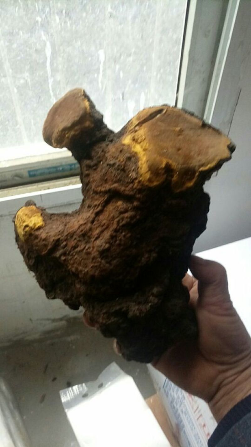 桑黄菌纯野生，无污染，质量可靠。