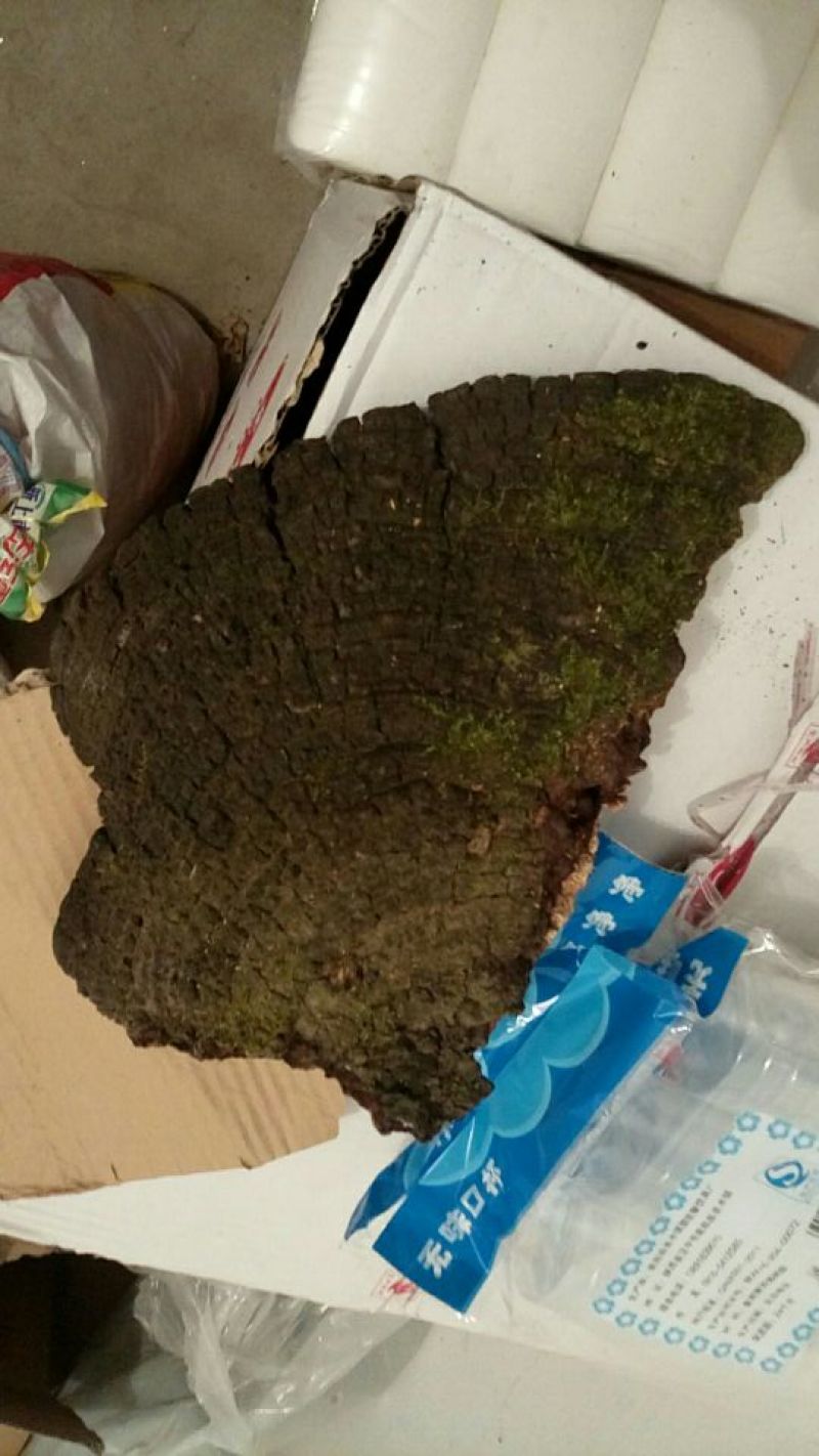 桑黄菌纯野生，无污染，质量可靠。