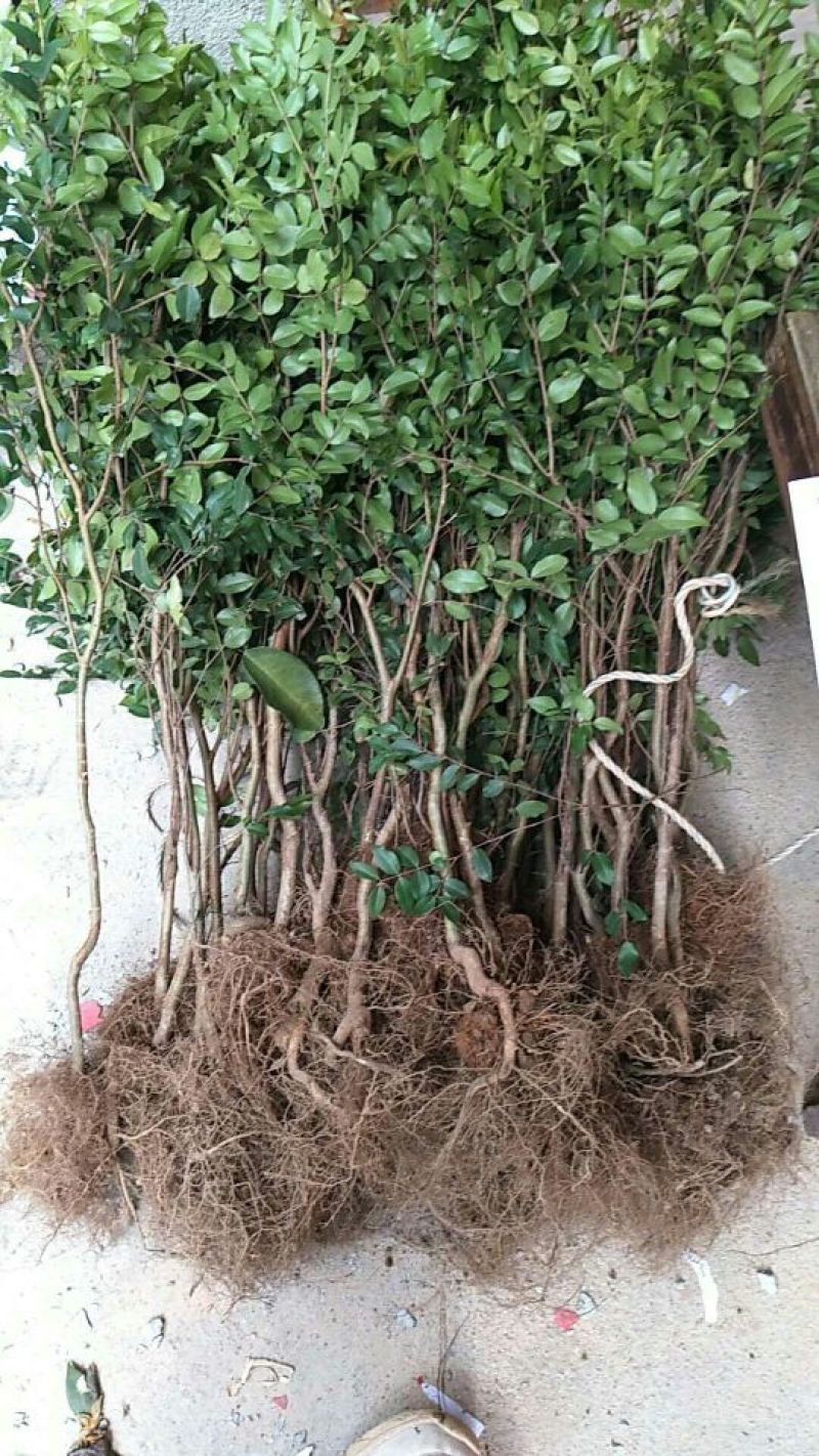 嘉宝果树苗1年