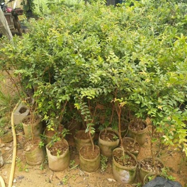 嘉宝果树苗1年