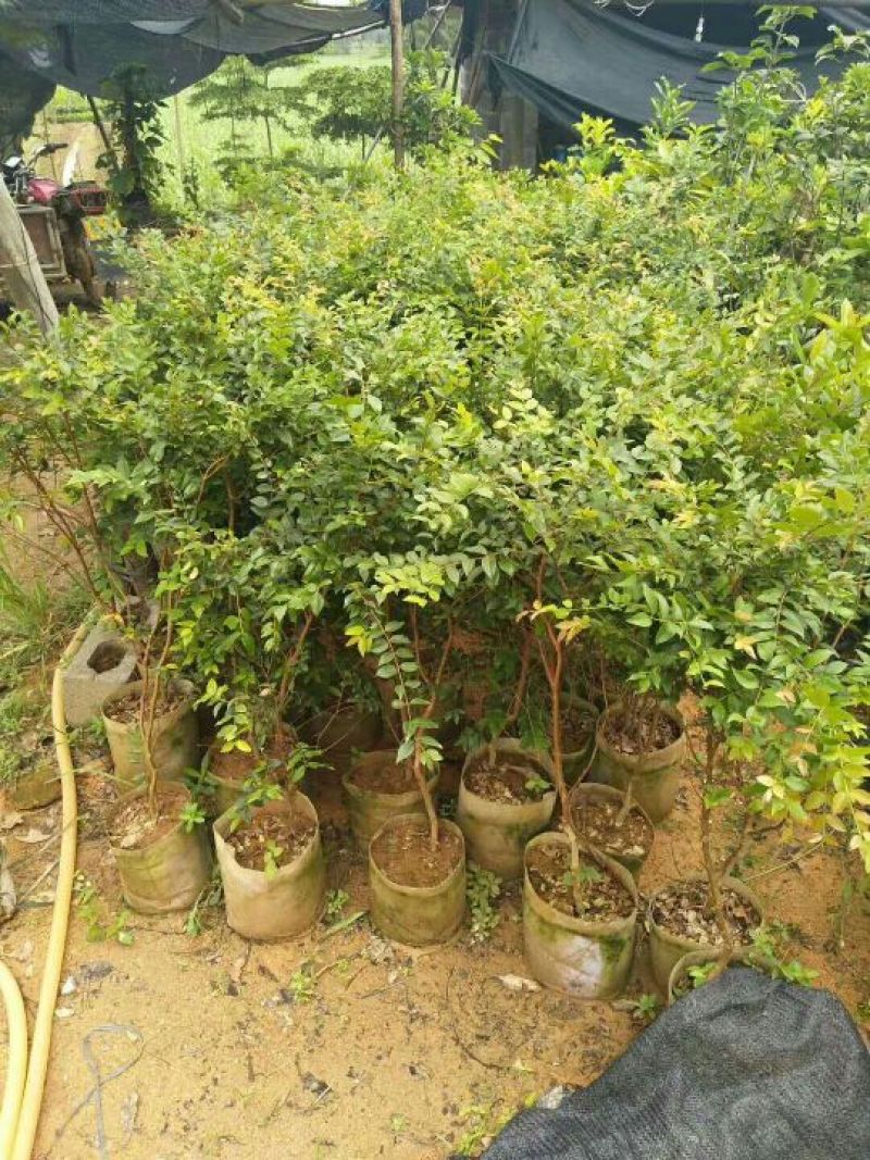 嘉宝果树苗1年