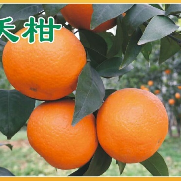 沃柑苗30~50cm