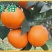 沃柑苗30~50cm