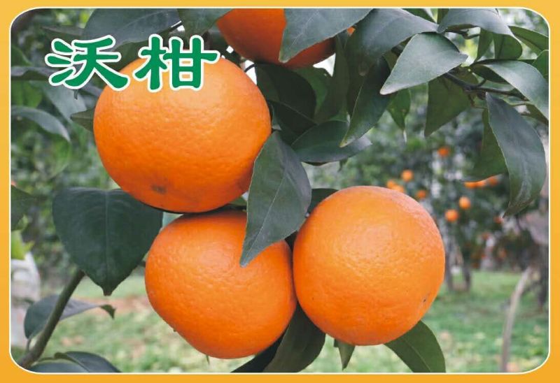 沃柑苗30~50cm