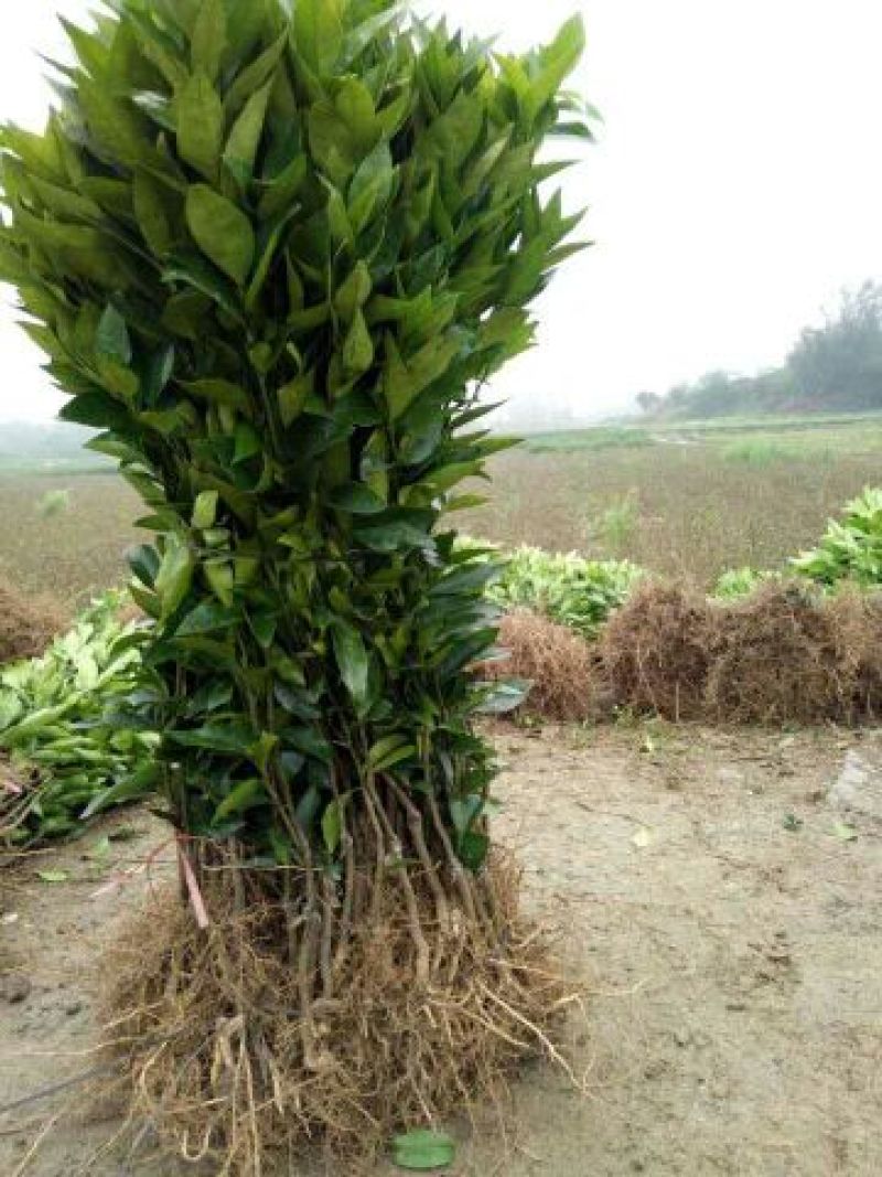 沃柑苗30~50cm