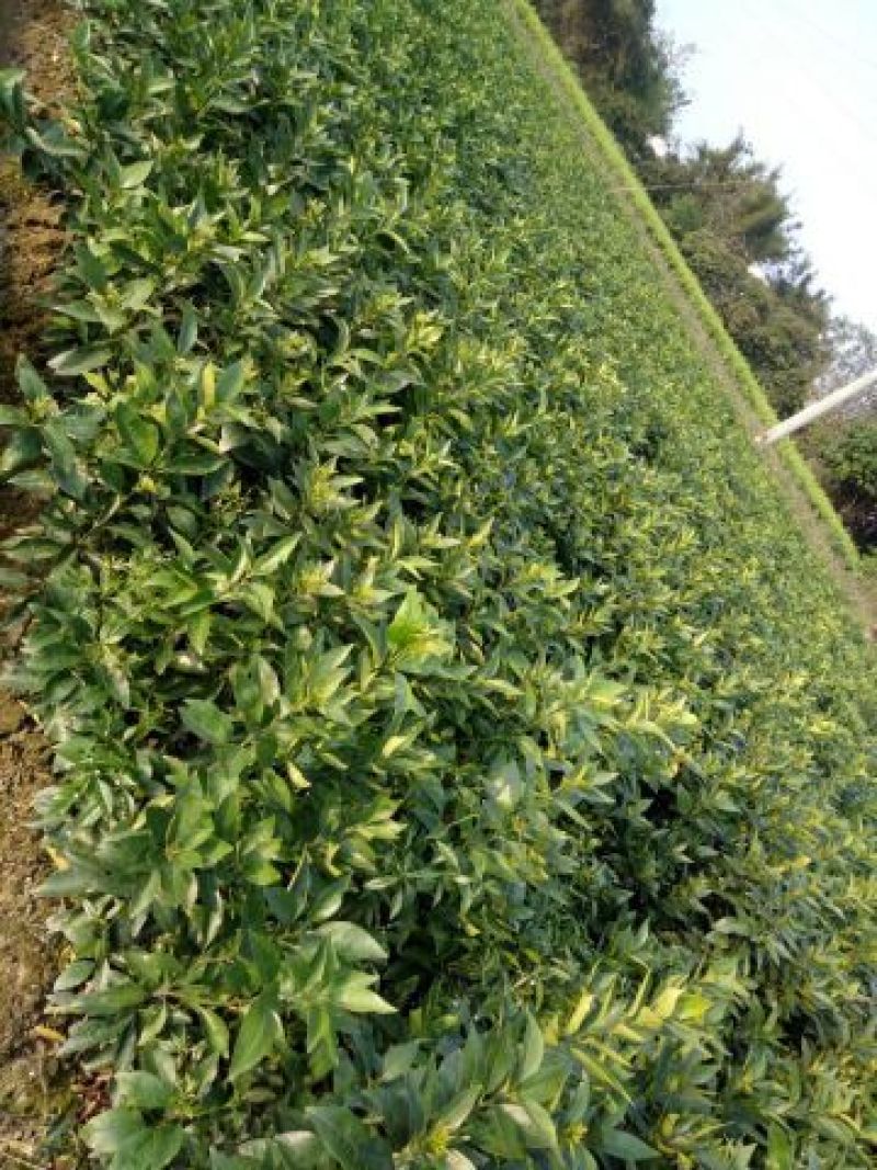 沃柑苗30~50cm