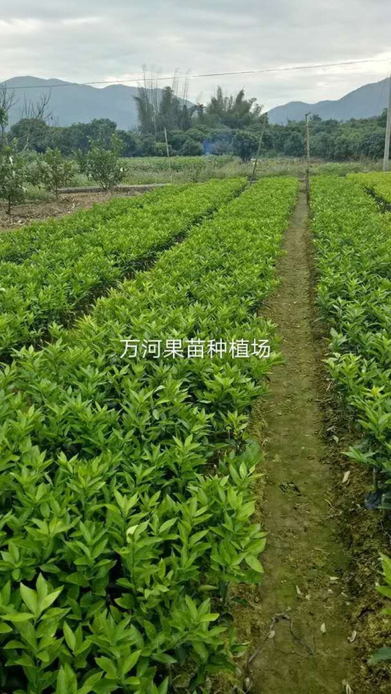 沃柑苗30~50cm