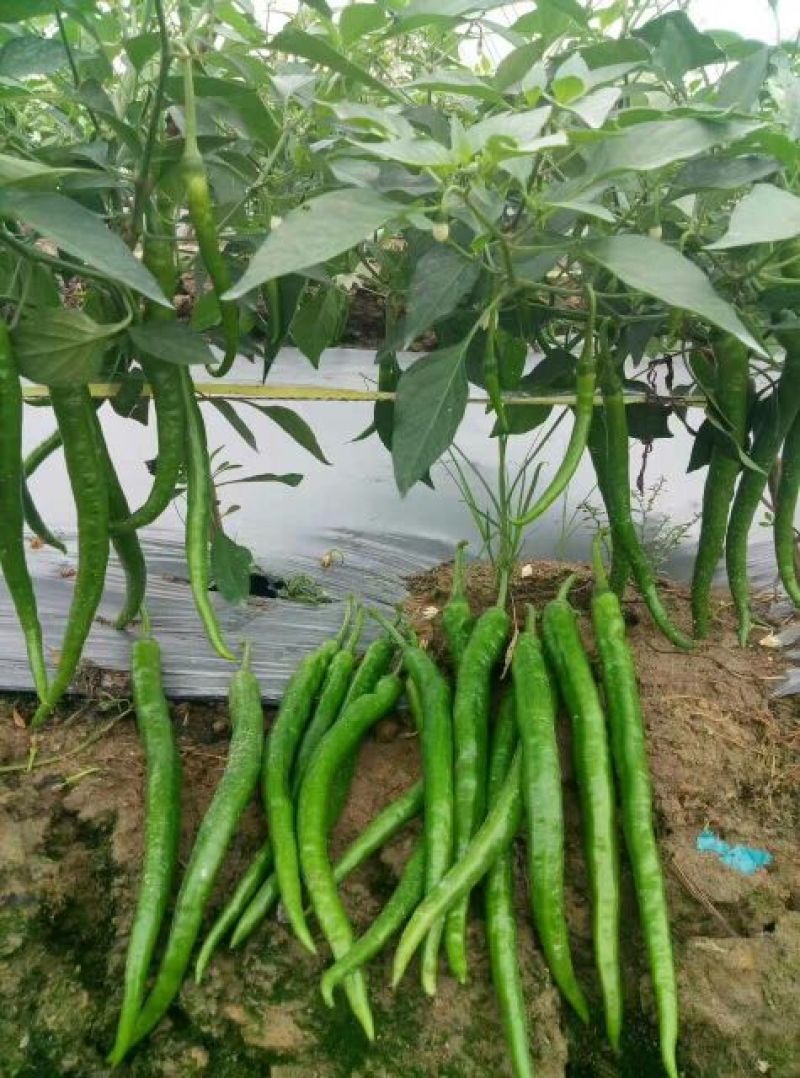【苗场】【辣椒苗】8号线椒苗：湖南椒，全基基质穴盘苗