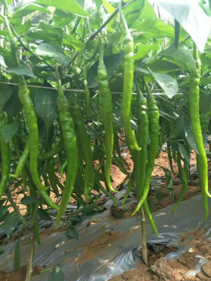 【苗场】【辣椒苗】8号线椒苗：湖南椒，全基基质穴盘苗