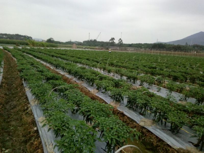 【苗场】【辣椒苗】8号线椒苗：湖南椒，全基基质穴盘苗
