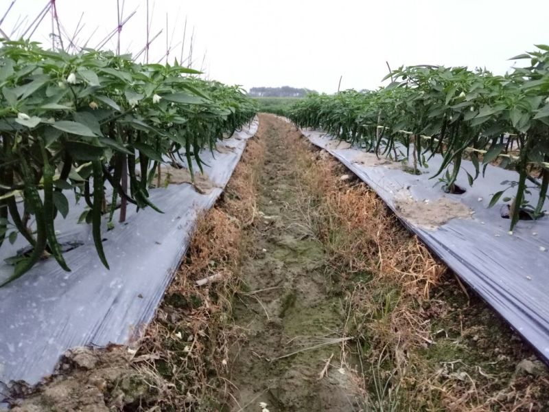 【苗场】【辣椒苗】8号线椒苗：湖南椒，全基基质穴盘苗