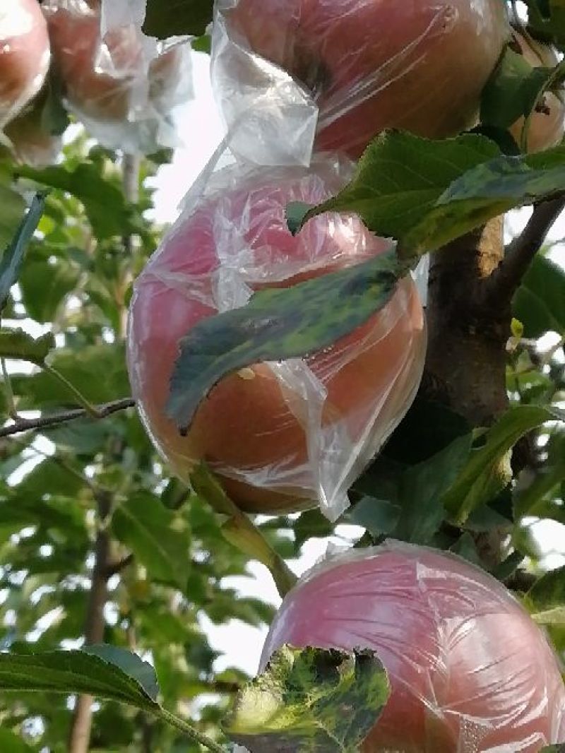 临猗大疑山坡上红富士苹果，产地直销，一件代发，口感好膜袋