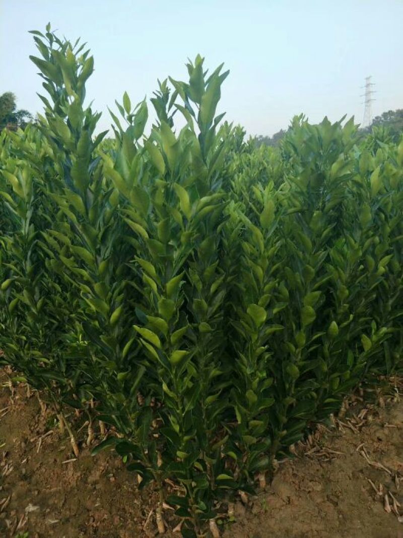 大雅柑1号柑桔苗30~50cm