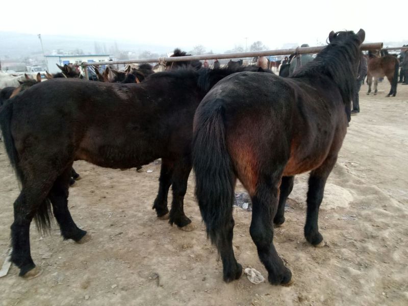 肉马300~400kg