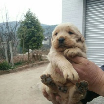 金毛犬公