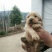 金毛犬公