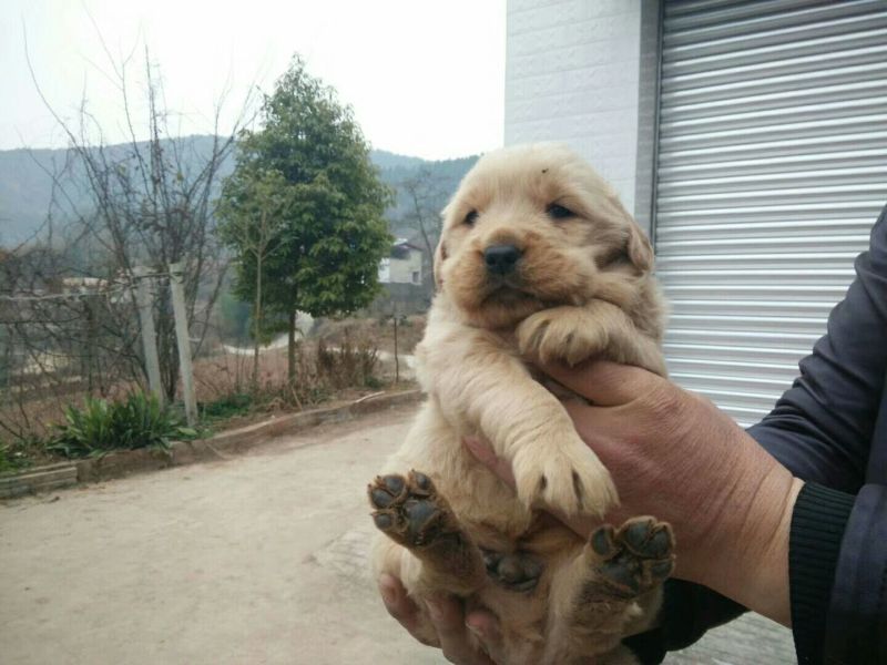 金毛犬公
