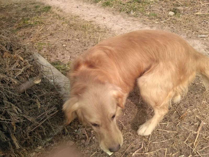 金毛犬公