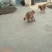 金毛犬公