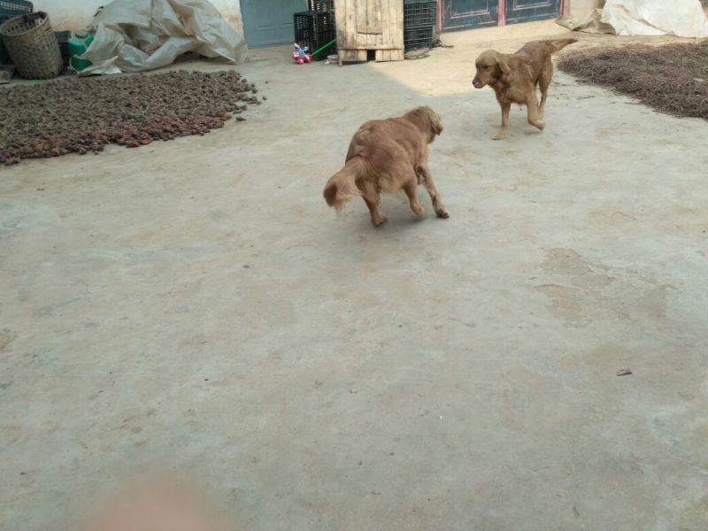 金毛犬公