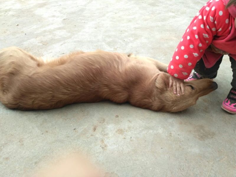 金毛犬公