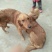 金毛犬公