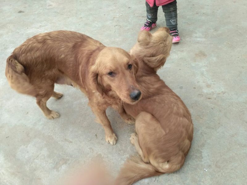 金毛犬公