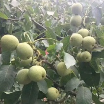 香玲核桃苗50~100cm1~2年